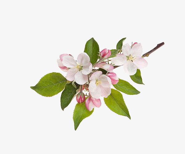 apple-blossom.jpg